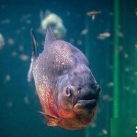食人鱼，媒体渲染还是真实狠角色？