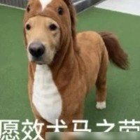 手机无服务自查指南