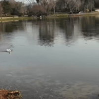 公园禁止擅自遗留宠物