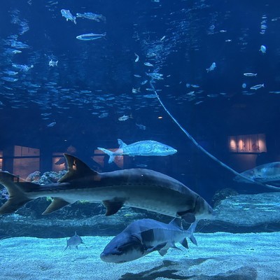 童年记忆中的最美女明星