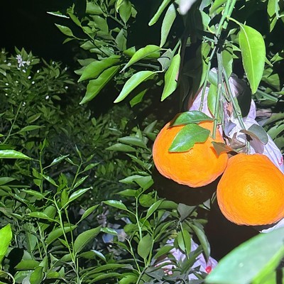 冻货耙耙柑与社会压力