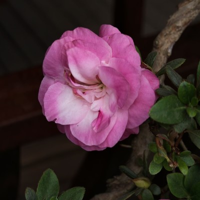 手机抓拍如何应对大风？