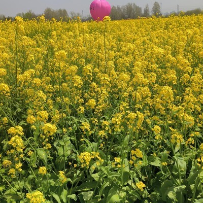 梅西与马拉多纳谁更受尊重？