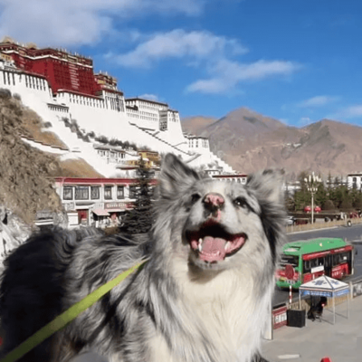 网红狗被卖宰，主人重返西藏寻爱犬