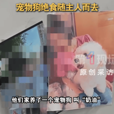 宠物狗绝食悼念主人