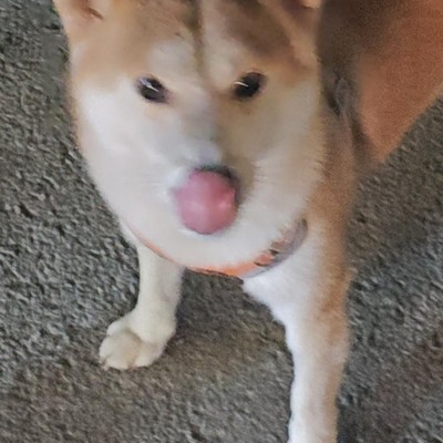 应届生资格与入职选择