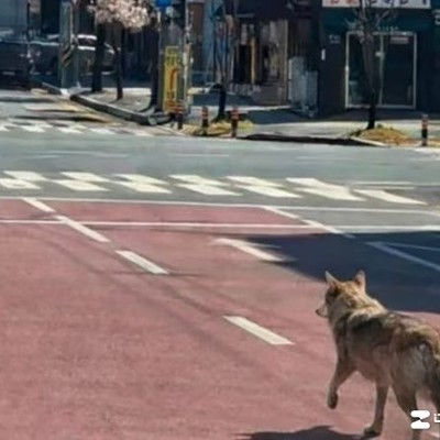 韩国动物园狼挖洞逃跑事件