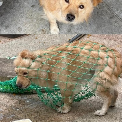 小红书女性爱宠厌孩现象解析