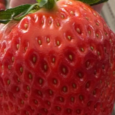 丹东送3斤福利，快来参与！