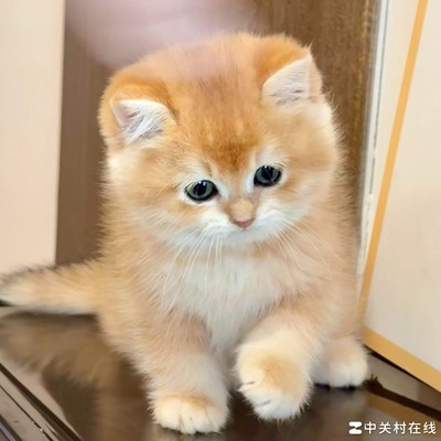 为何有人对猫充满恶意？