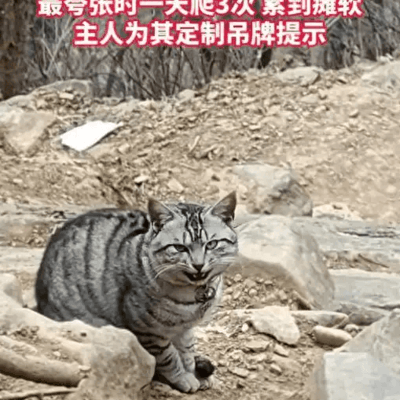 山顶饭店家猫被误救引热议