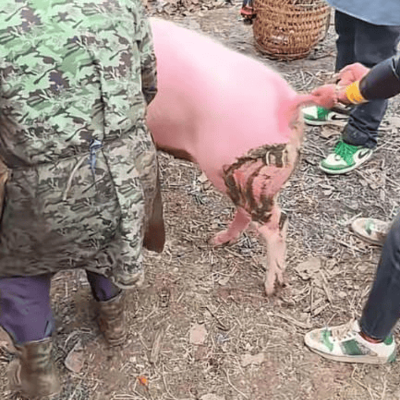 东哥办宴，7群已满