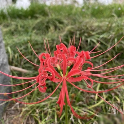 录屏无声？开启麦克风即可