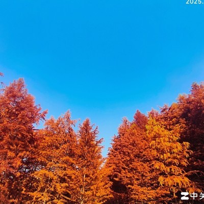 虎跑公园红枫何时最美？