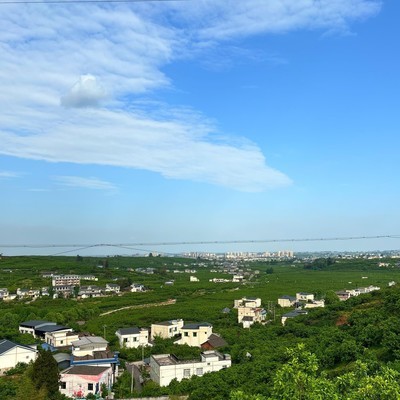 爱媛果冻橙与柑橘类水果讨论