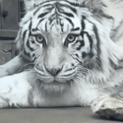 10岁老虎成网红，美到出圈