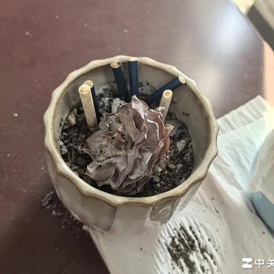 办公室多肉尼古丁中毒吐槽