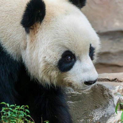 篮球冠军之争，4根手指的深意