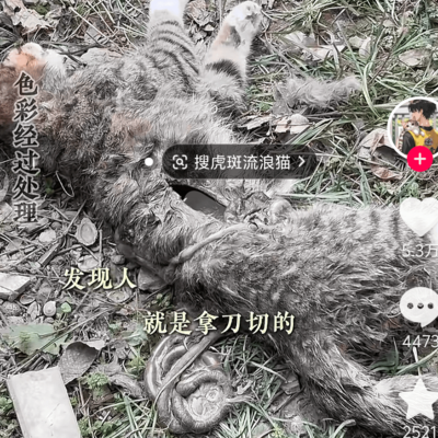 虐猫事件引发的社会反思