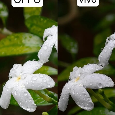 OPPO与vivo拍照对比