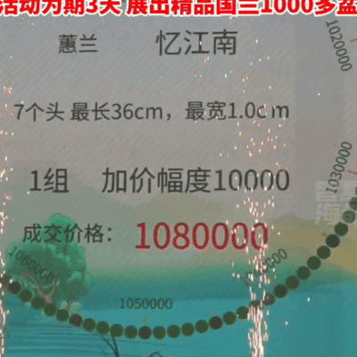 一盆兰花108万，国兰拍卖引热议
