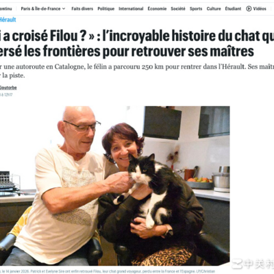 奶牛猫徒步250公里惊魂回家路