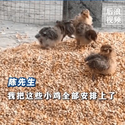 玉米生虫鸡自助