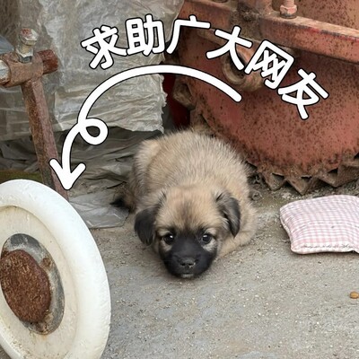 1500元内长辈专用手机推荐