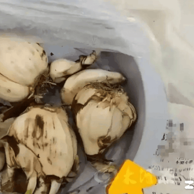 盒马回应百合送错致中毒事件