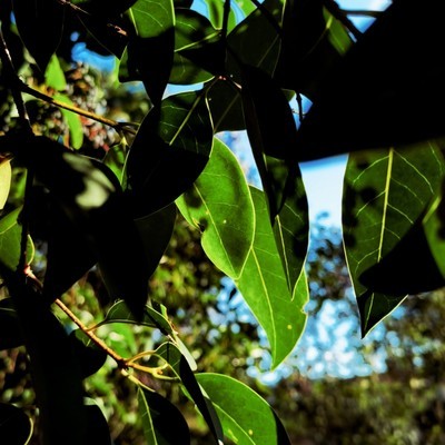 Mate 40真实拍照实力如何？