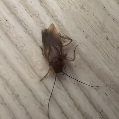 杭州遇到的神秘虫子