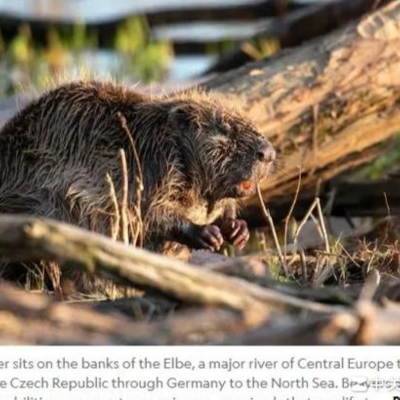 8只动物毁7年水坝