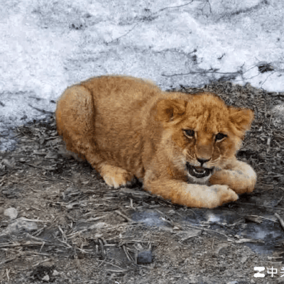 山西高速路惊现非洲狮幼崽