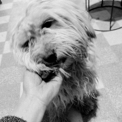 我家汪星人品种揭秘