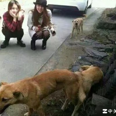 女主播的开放现象