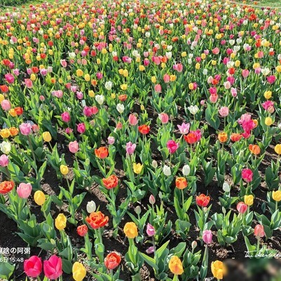 OPPO变焦画质下降问题
