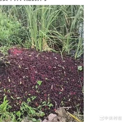 杨梅泡药风波影响销售