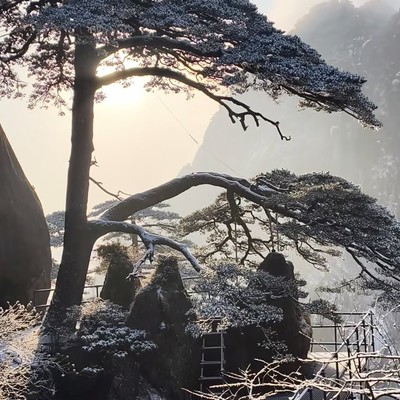 冬日黄山，美到救命！