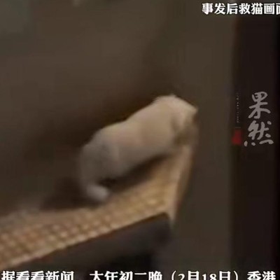 老人救猫坠亡引反思