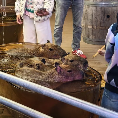 新媒体创业之路