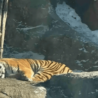 东北虎春节获4千人投喂