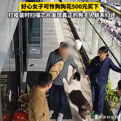 女子花500元救下边牧，引发社会温情讨论