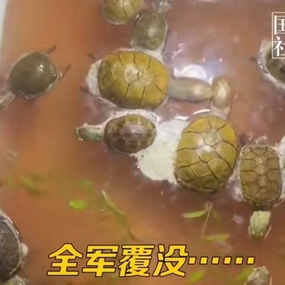 男子春节返家，13只爱龟竟被煮