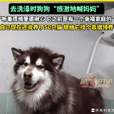 女子600元救下阿拉斯加犬