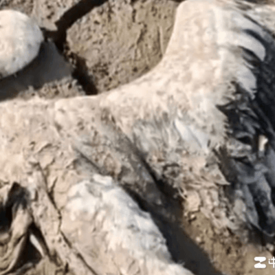 鄱阳湖湿地野生动物遭毒害事件