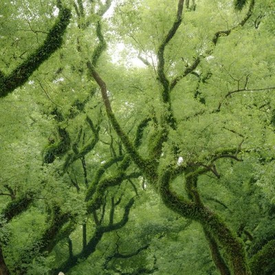 手机无线投屏操作指南