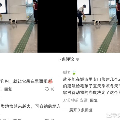 流浪狗吹空调引发讨论