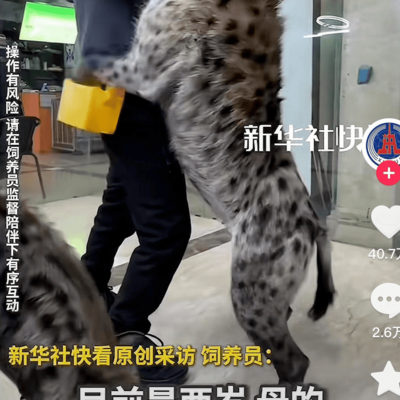 豹子为何打不过鬣狗？