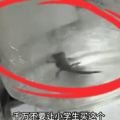 小学门口小火龙实为含毒蝾螈