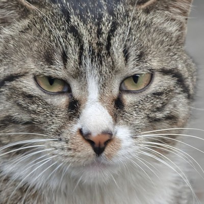 HyperOS3龙虾版为何无法更新？